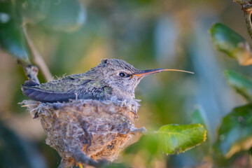 Baby Hummingbird in the Nest
