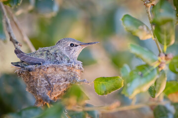 Baby Hummingbird in the Nest