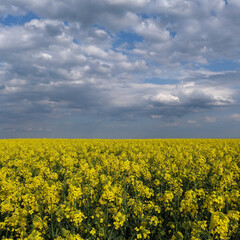 Landscape of field with blossoming canola plants with beautiful blue sky and white clouds, agriculture in early spring