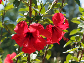Hibiscus rosa-sinensis | Brilliant red trumpet-shaped flowers of Chineses hibiscus or rose mallow...