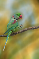 Alexandria Parrot on a tree