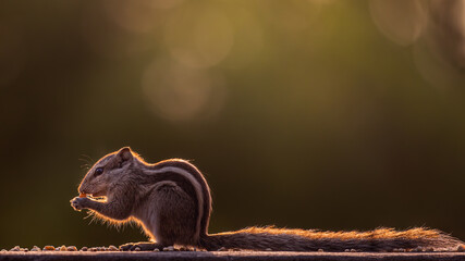 Obraz premium squirrel on wall with back Light