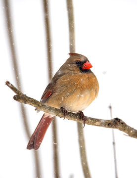 Female Cardinal Bird in the Snow