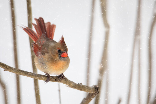 Female Cardinal Bird with Open Tail Feathers in the Winter Snow