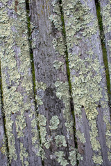 Weathered wood with moss and lichen
