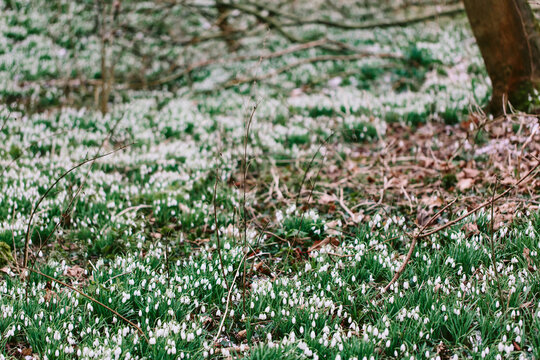 A carpet of snowdrops