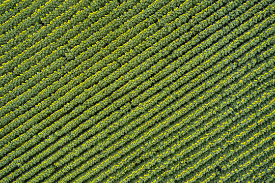 View from above at bright sunflowers on farmland