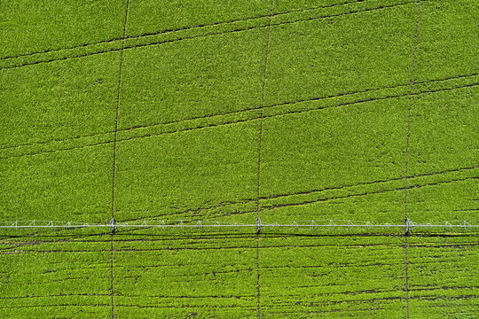 View from above at farmland with beetroot