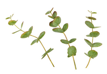 Set of decorative eucalyptus green leaves isolated