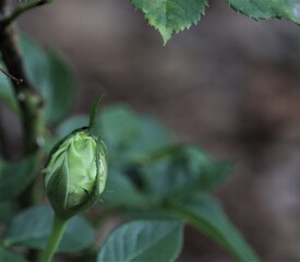 Green Romantica Rose Bud