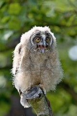 young owl