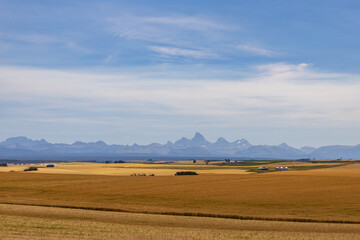 Wheat fields and blue sky with white clouds and Teton mountain range background © Martina