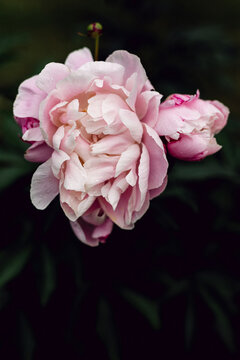 Lady Alexandra Duff peony fully bloomed