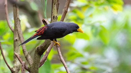 Gordijnen grossbeak starling in the branch of tree © itsuky