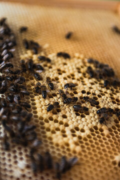 Close up of honey bees on the honeycomb in the beehive.
