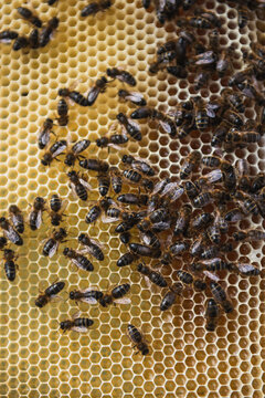 Close up of honey bees on the honeycomb in the beehive.