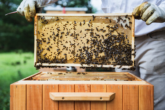 Beekeeper collecting honey from the beehive