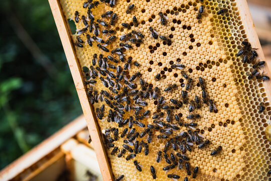 Close up of honey bees on the honeycomb in the beehive.