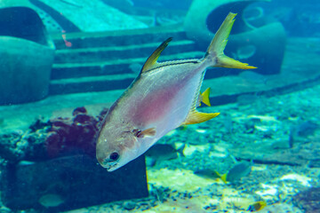 Trachinotus blochii or snubnose pompano in Atlantis, Sanya, Hainan, China.. Pompanos are marine fishes in the genus Trachinotus in the family Carangidae (better known as "jacks").