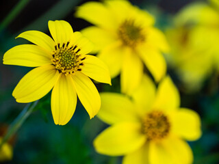 Yellow flower in the garden