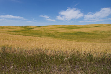 Wheat field and blue sky with white clouds