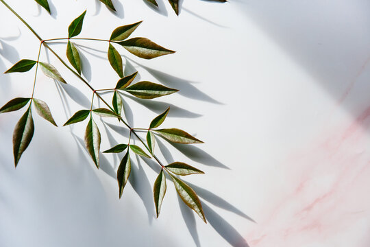 Leaves and their shadows