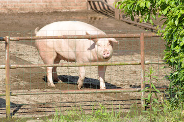 Pig walks around outside with a fence in the foreground