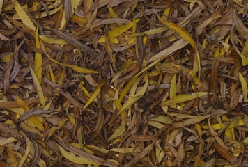 close up of a pile of dried tobacco
