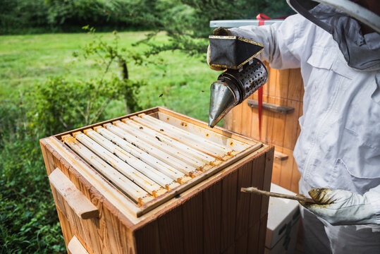 Beekeepers working on the beehive with the smoker to calm bees