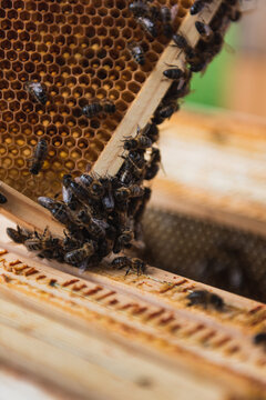 Close up of honey bees on the honeycomb in the beehive.