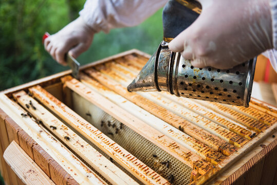 Beekeepers working on the beehive with the smoker to calm bees