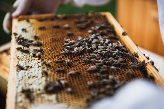 Close up of honey bees on the honeycomb in the beehive.