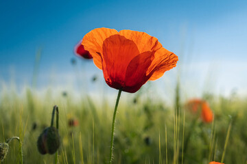 Rote Mohnblume bl&uuml;ht auf dem Feld