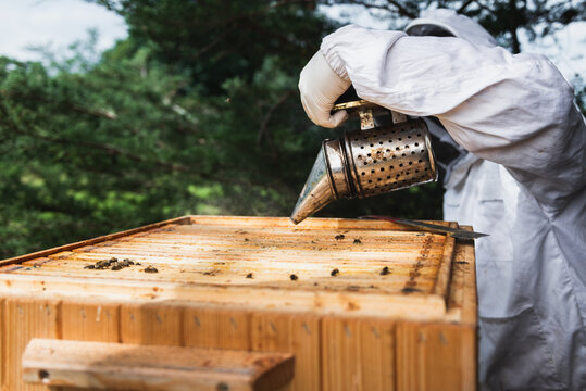 Beekeepers working on the beehive with the smoker to calm bees