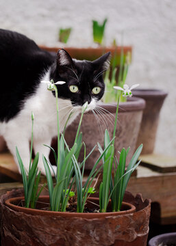Cat smelling flowers in pot