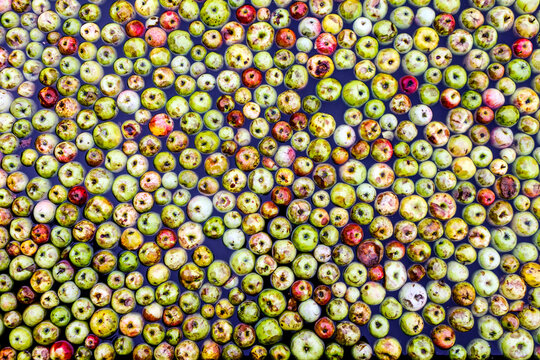 Fresh apples for cider making 