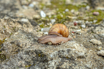 snail crawling on a stone close-up
