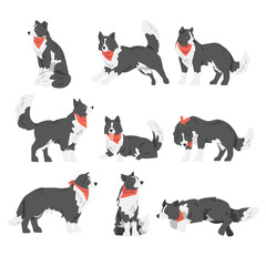 Border Collie Dog Set, Shepherd Pet Animal with Black White Coat in Red Neckerchief Cartoon Vector Illustration
