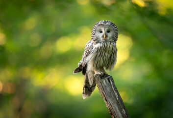 Ural owl ( Strix uralensis ) close up