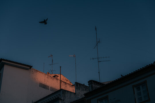 Flying bird and last rays of sun on the buildings