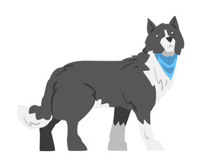 Side View of Border Collie Dog, Smart Shepherd Pet Animal with Black White Coat Cartoon Vector Illustration