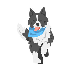 Running Border Collie Dog, Smart Shepherd Pet Animal with Black White Coat Cartoon Vector Illustration