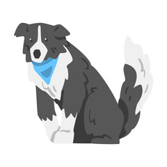 Sitting Border Collie Dog, Side View of Smart Shepherd Pet Animal with Black White Coat in Blue Neckerchief Cartoon Vector Illustration