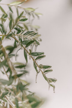 Fototapeta frozen olive branch
