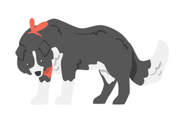 Cute Border Collie Shepherd Pet Dog with Black White Coat Cartoon Vector Illustration