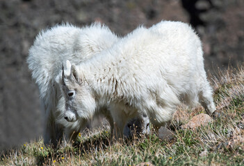 On the Mountaintop with Goats