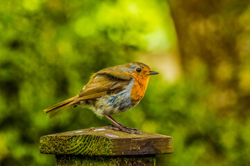 Robin  Erithacus rubecula