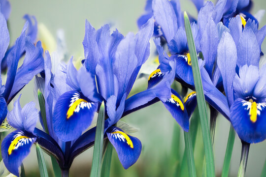 Many blue and yellow Iris reticulata in flower