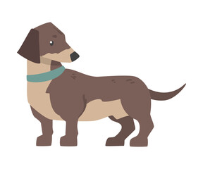 Dachshund Dog, Cute Pet Animal with Brown Coat Cartoon Vector Illustration