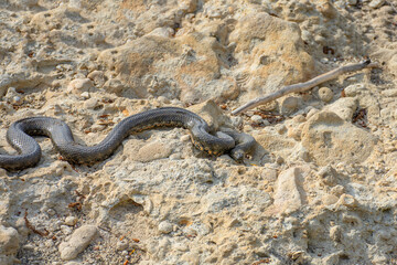 a snake crawls on a large stone on a sunny day